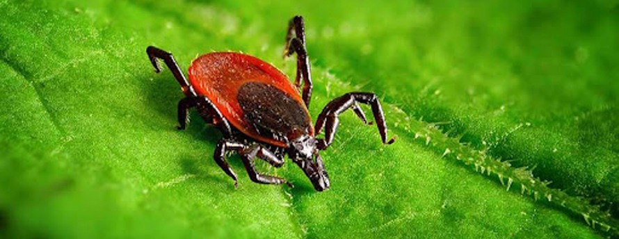 Bug Buster - Pest Control - Exterminators Management Company in Grand Cayman